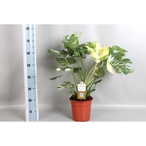 Monstera Variagata 21cm 70-80cm 3P.P