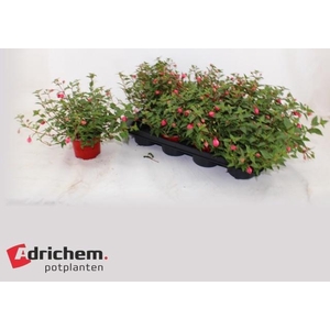 FUCHSIA B F MARIA