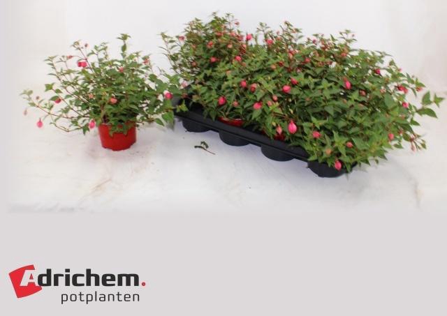 <h4>FUCHSIA B F MARIA</h4>