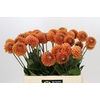 Dahlia Cornel Bronze