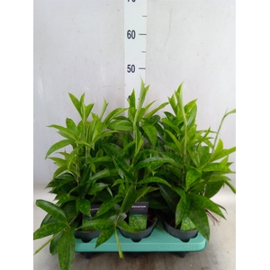 Dracaena surculosa