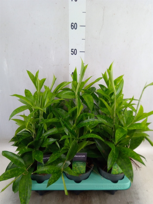 <h4>Dracaena surculosa</h4>