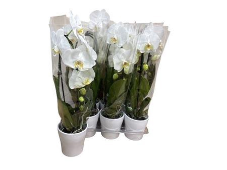 <h4>Arr Phal 1 Tak In Deco Pot</h4>