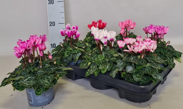 <h4>CYCL KL OVERIG</h4>