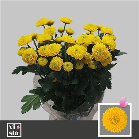 <h4>Chr T Limoncello</h4>