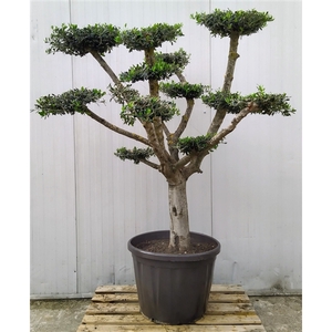 Olea Europaea Bonsai Etage 65 cm