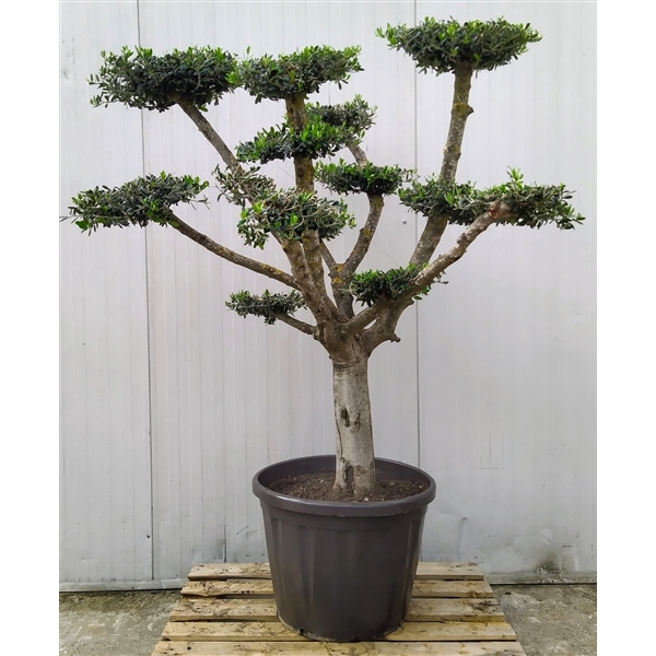 <h4>Olea Europaea Bonsai Etage 65 cm</h4>