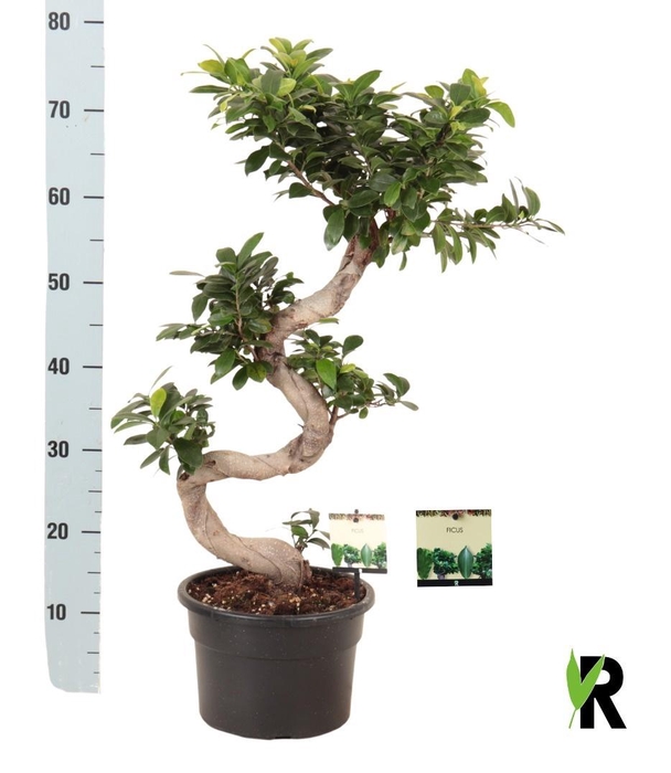 <h4>FIC MI GINSENG</h4>