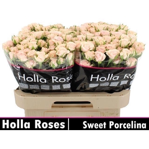 R TR SWEET PORCELINA