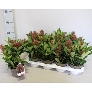 Skimmia jap. 'Rubella' 4/6 bloem