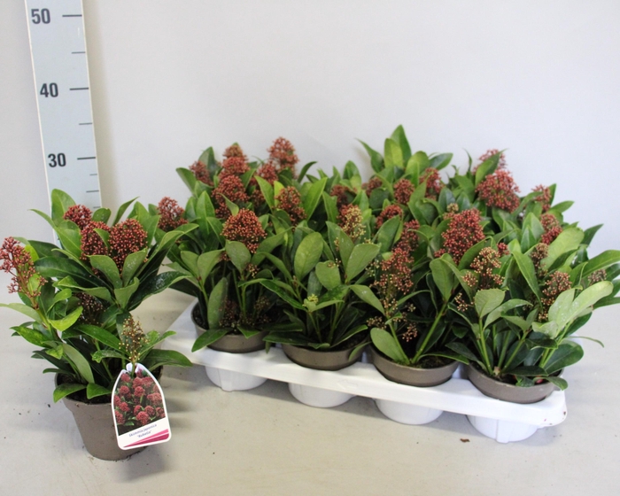 <h4>Skimmia jap. 'Rubella' 4/6 bloem</h4>