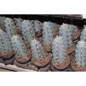 CACTUS MANDACARU P14 SEM ESPINHOS