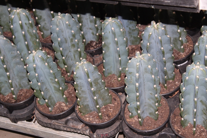 <h4>CACTUS MANDACARU P14 SEM ESPINHOS</h4>