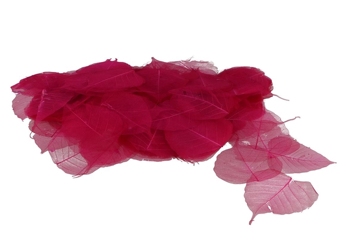 <h4>Skeleton Leaves Fuchsia Set Of 200</h4>