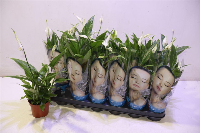 <h4>arr8 Spath Alana</h4>