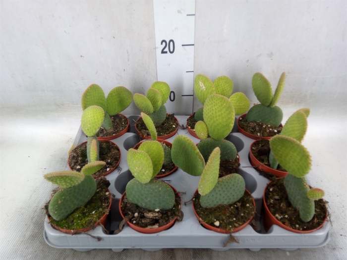 <h4>Opuntia microdasys</h4>