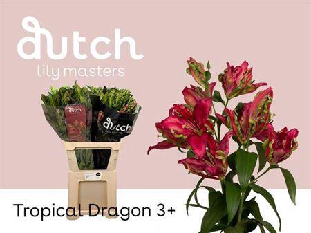<h4>Li Ot Tropic Dragon 3+</h4>