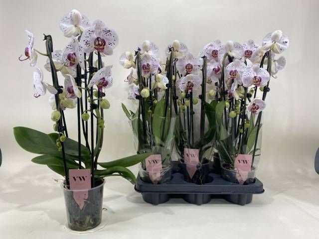 <h4>PHAL CALYPSO</h4>