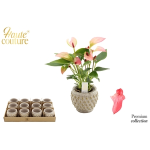 Anthurium 6 cm Matata in Marrakesh ceramics