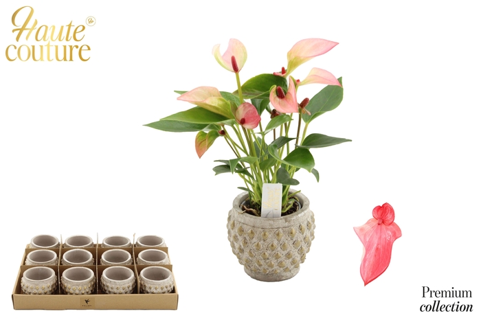 <h4>Anthurium 6 cm Matata in Marrakesh ceramics</h4>