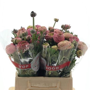 Ran Aazur Antique Rose