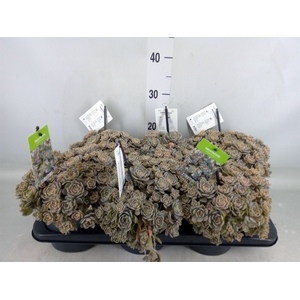 Orostachys furusei