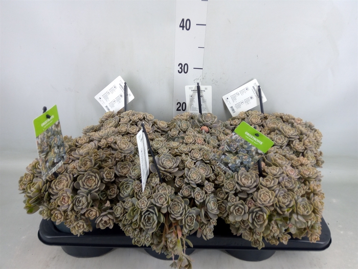 <h4>Orostachys furusei</h4>