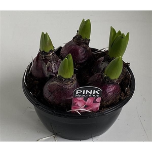 16 cm Hyacint Pink Pearl in zwarte schaal 5pp
