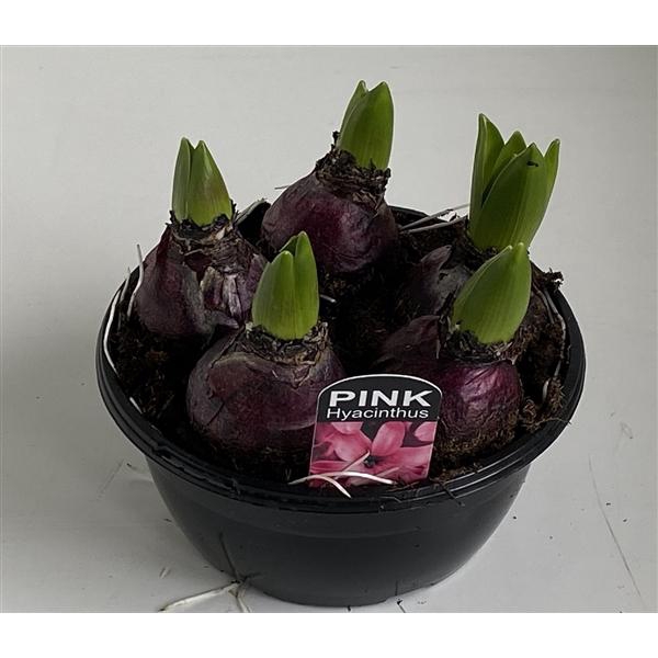 <h4>16 cm Hyacint Pink Pearl in zwarte schaal 5pp</h4>