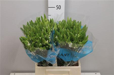 <h4>Ornit Thy Mount Fuji</h4>