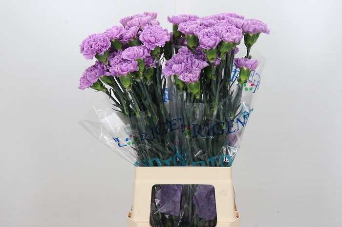 <h4>Dianthus St Florigene Moonaqua</h4>