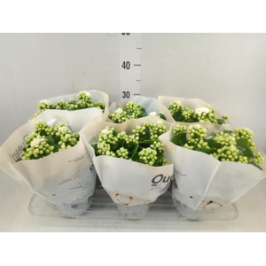 Kalanchoe  'RoseFlow Greta'