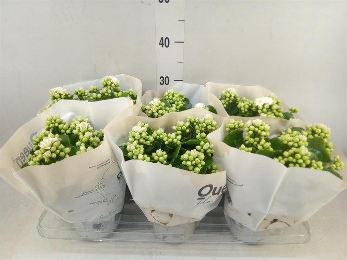 <h4>Kalanchoe 'RoseFlow Greta'</h4>