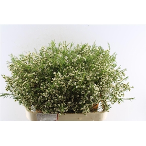 Chamelaucium Ov White