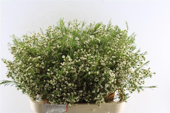 <h4>Chamelaucium Ov White</h4>