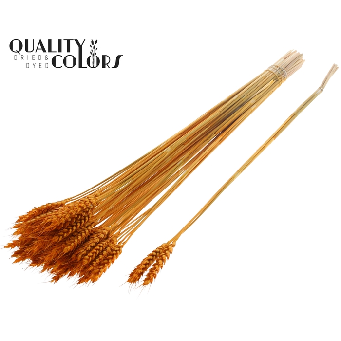 <h4>Triticum 3pc/Tuft Apricot</h4>