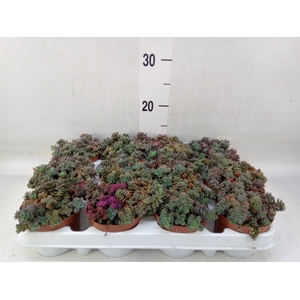 Sedum cyaneum 'Rosenteppich'