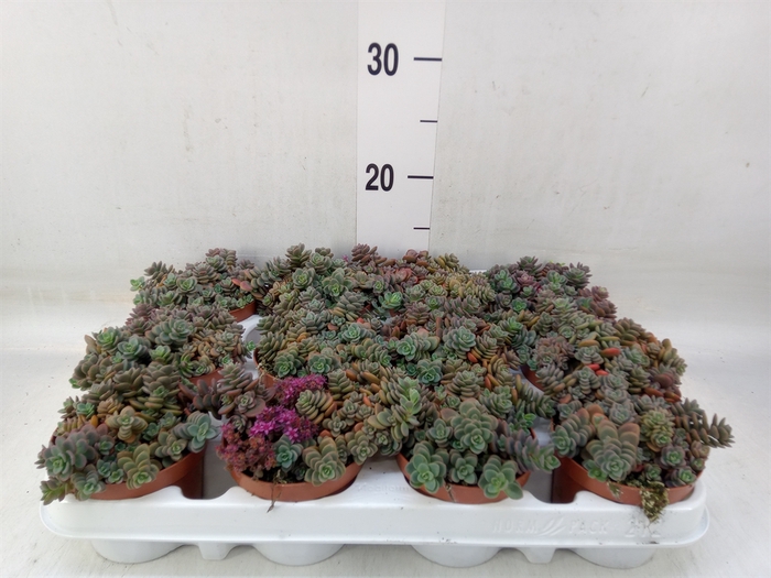 <h4>Sedum cyaneum 'Rosenteppich'</h4>