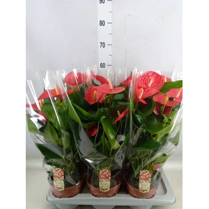 Anthurium andr. 'Felicita'