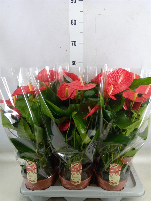 <h4>Anthurium andr. 'Felicita'</h4>
