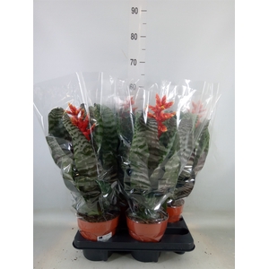 Aechmea   ...