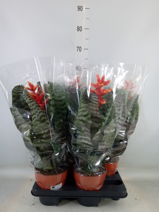 <h4>Aechmea   ...</h4>