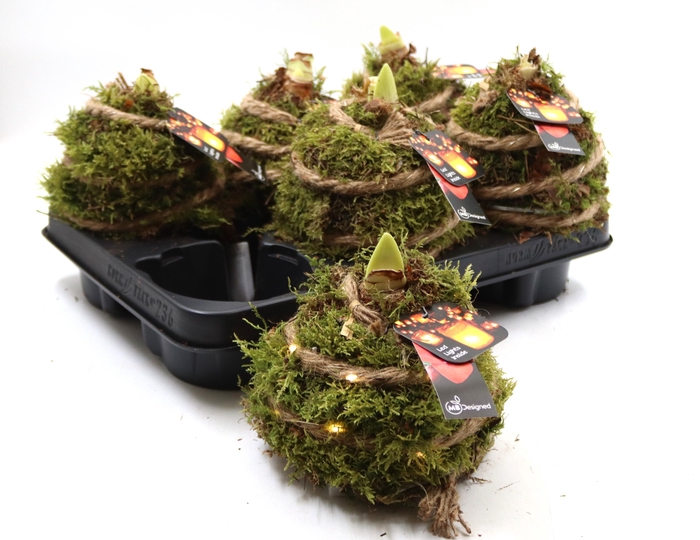 <h4>ARR HIPPEASTRUM</h4>