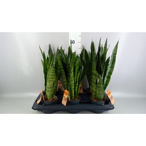 Sansevieria trifa.   ...