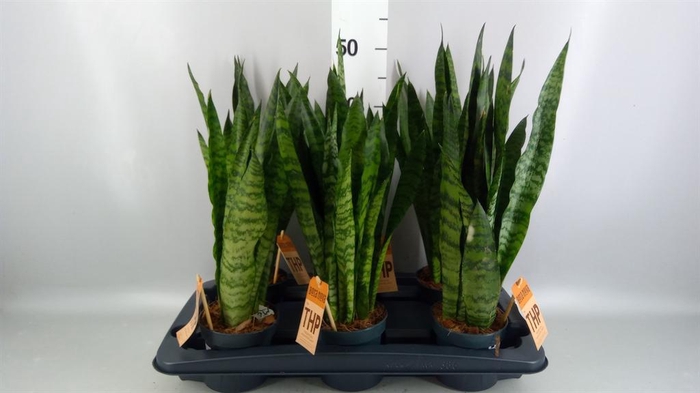 <h4>Sansevieria trifa.   ...</h4>