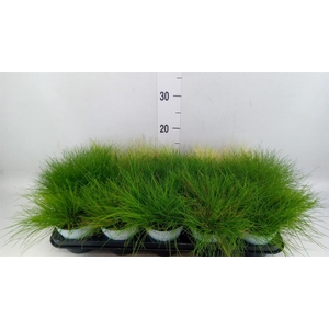 Siergras   ...mix 3 /tray   [Grass]