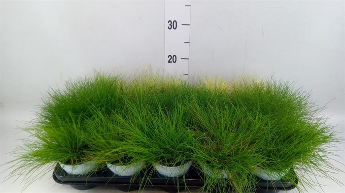 <h4>Siergras   ...mix 3 /tray   [Grass]</h4>
