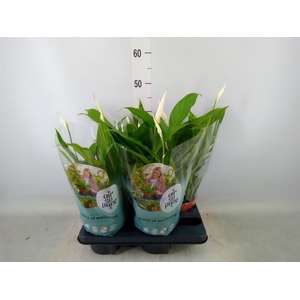 Spathiphyllum  'Pearl Cupido'