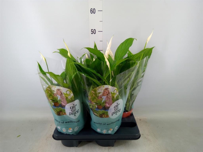 <h4>Spathiphyllum 'Pearl Cupido'</h4>
