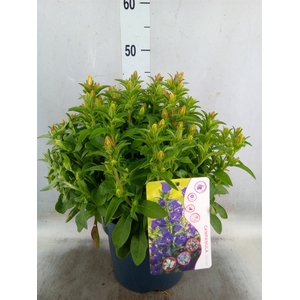 Campanula medium 'Pink'